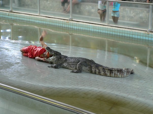 шоу с крокодилами